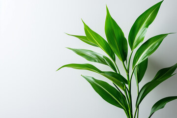 Obraz premium green leafes on white