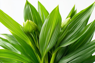 Obraz premium green leafes on white