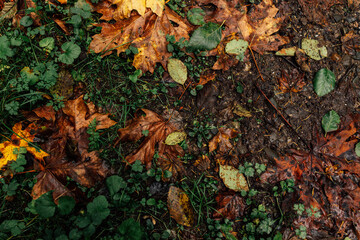 autumn leaves on the ground
