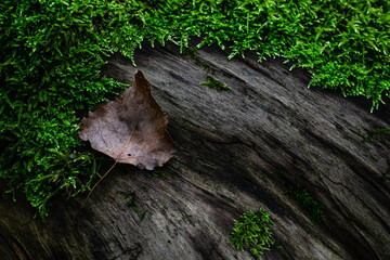 moss growing on the tree trunk