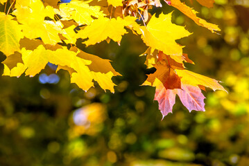 Autumn background-yellow maple leaves in the city Park

