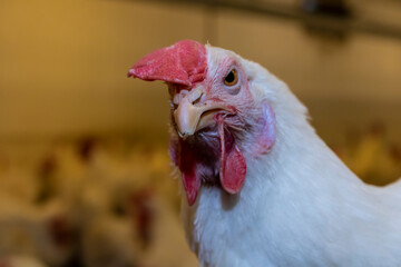 Breeding roosters and hens for meat feed inside the breeding area of a poultry farm, in Brazil. Brazilian poultry production is one of the most respected poultry industries in the world.