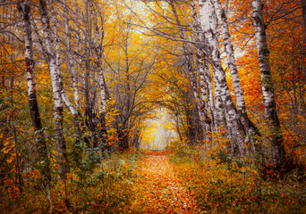 Ground road through the red birch alley in autumn forest