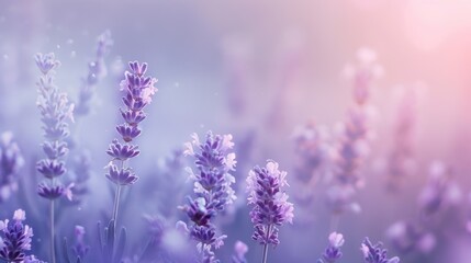 Naklejka premium A serene and dreamy scene captured in a soft morning mist with shades of lavender blush and baby blue blending seamlessly in a gentle gradient.