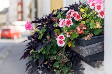 Vibrant pink and red blossoms in urban window box garden on sunny day