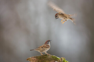 Mazurek, wróbel mazurek, wróbel polny (Passer montanus)