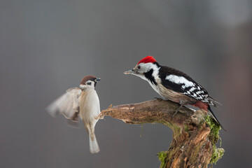 Dzięcioł średni (Dendrocoptes medius)
