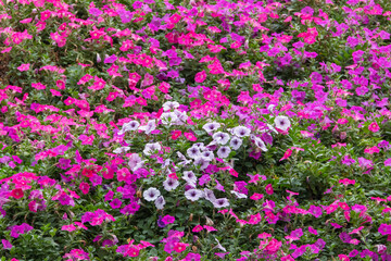 field of Petunia flowers 