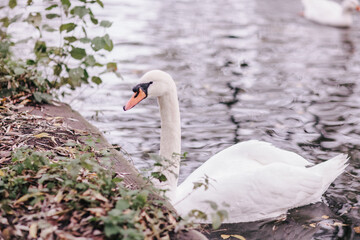 white swan on the lake