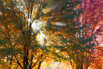 Obraz premium Beautiful fall foliage. Sun shining through several, colorful trees. Fall in Western Pennsylvania. Sunrays, sunrise