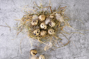 Fresh quail eggs. Rustic style 