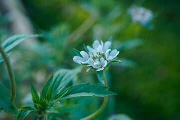 Small white starflower blooming in an outdoor garden.