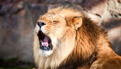 Lion yawning