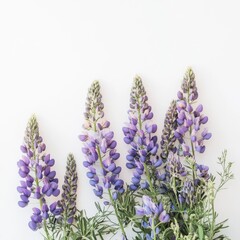 Naklejka premium Lupines, stunning blooms on a white canvas.