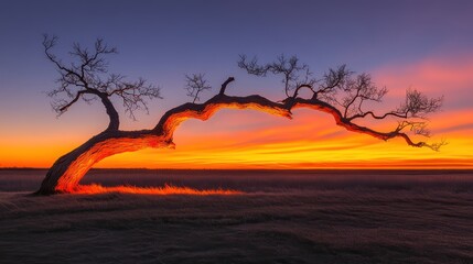 Glowing Tree Branch at Sunset