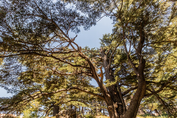 Cedar tree in Cedars of God forest, Lebanon