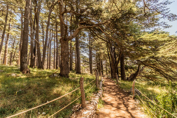 Hiking trail in the Cedars of God forest, Lebanon