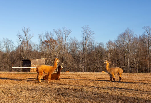 LLamas grazing on a farm