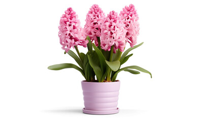 Obraz premium Pink Hyacinth flowers in a white pot isolated on a transparent background.