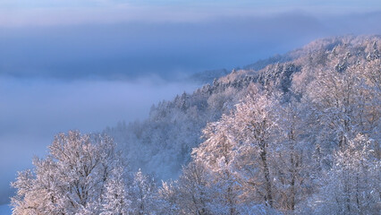 AERIAL: Winter morning mist rolling around lush forest trees covered with fresh snow. Pastel hues of the sky blend with the fog and, together with white treetops, create a colour palette of cool tones