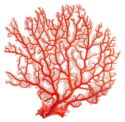 PNG Real Gorgonian coral ocean sea red.