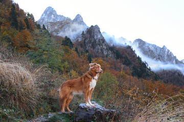 A Nova Scotia Duck Tolling Retriever hikes along a rocky mountain ridge with colorful autumn...