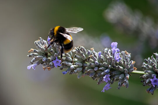 A very busy yellow and black striped bumblebee in close up, pollinating the beautiful blue flowers of the lavender plant on a hot and very sunny summer day.