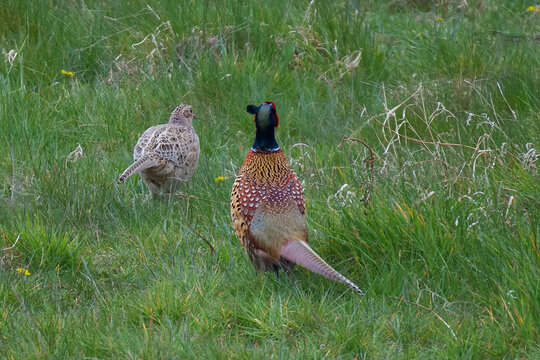 Large brightly coloured male pheasant sheltering in the long green grass with a female hen pheasant.