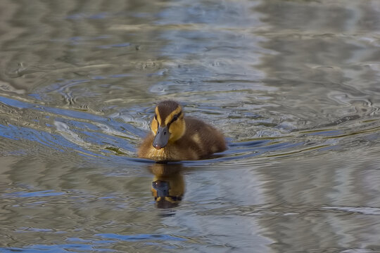 Cute brown and yellow Mallard duckling learning to swim on a local pond. 