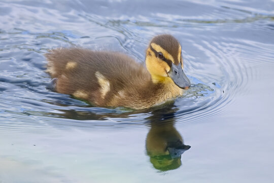 Cute brown and yellow Mallard duckling learning to swim on a local pond. 