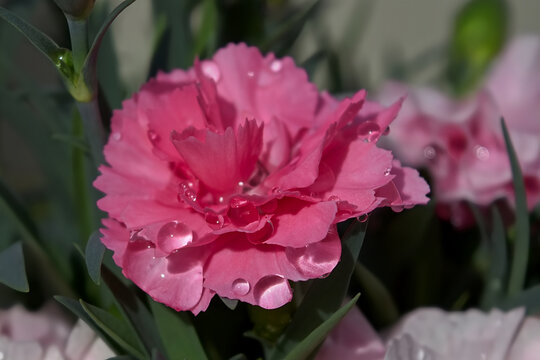 Glistening diamond like water droplets on the petals of a beautiful deep pink carnation flower