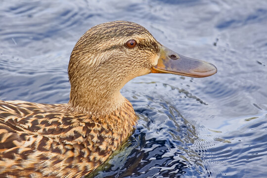 Beautiful close-up image of a female Mallard duck searching for food in the murky water of a local pond.