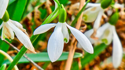 Beautiful white spring snowdrops contrasting against the bright green stems.