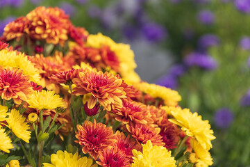 Colorful red and  yellow autumn Mums or Chrysanthemum flowers blooming in the garden. Purple flowers with copy space in the background. 