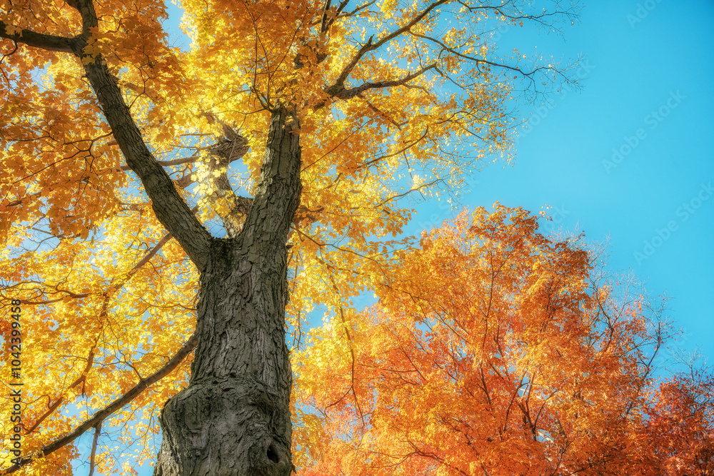 Wall mural upward view of large maple trees with bright orange and golden yellow autumn foliage leaves against 