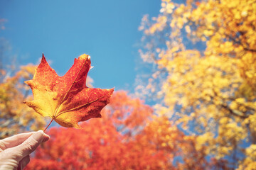 Closeup of a hand holding a colorful maple leaf against blue sky in the fall. Autumn foliage trees in the background. 