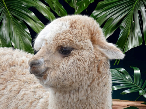 Beautiful white South American woolly Alpaca vicug&ntilde;a pacos portrait showing it's cute teddy bear face and soft cashmere type wool.