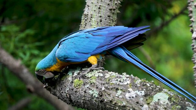 Wild tropical Brazilian Blue and Yellow Macaw. Blue and Yellow Macaw (Ara ararauna) in high quality 4k video.