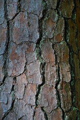 Brown bark on tree in NC