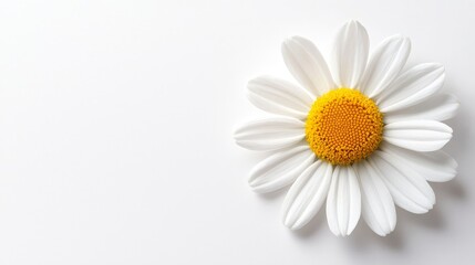 Minimalist daisy flower, white petals radiating from a vibrant yellow center, perfectly isolated on a white background, soft light enhancing details