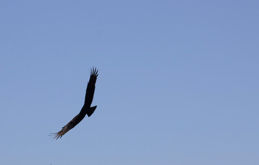 hawk flying high in blue sky