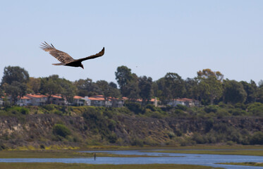 hawk flying high in blue sky