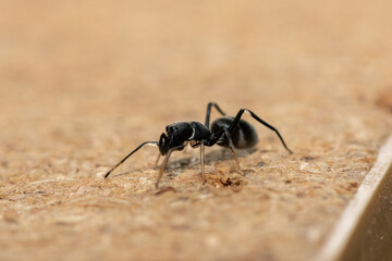 An ant-mimicking jumping spider (Myrmarachne sp), also known as an ant-like jumping spider