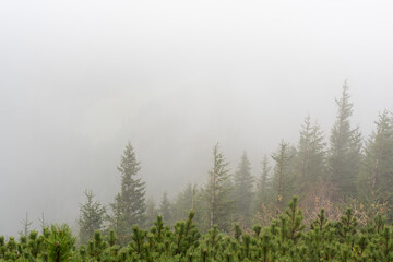 Misty mountain forest with tall evergreen trees disappearing into thick fog. Concept of tranquil nature, peaceful hiking trails, and serene wilderness in the calm autumn season. High quality photo
