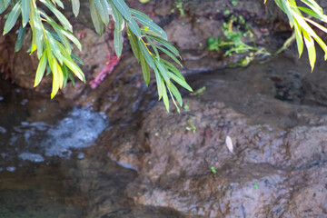 green leaves hanging down near riverside rocks