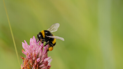 Bumblebee on a flower with polen sticked to its legs