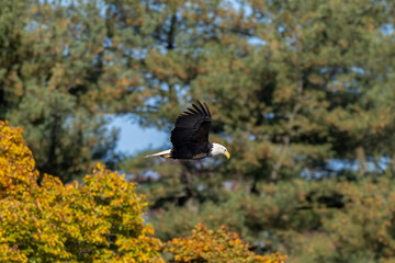 bald eagle in flight