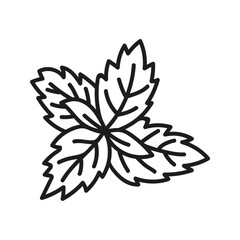 Mint leaves, spice for menu or recipe. Hand drawn doodle illustration.