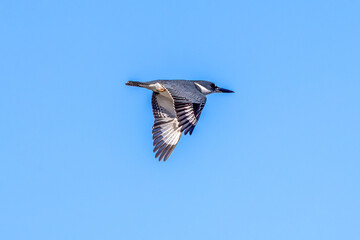 Obraz premium kingfisher in flight