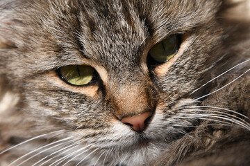 Cute cat sleeping isolated on background Bright Sunny